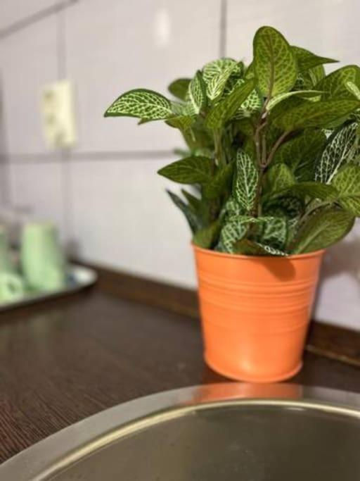 Apartment A13 Parliament Sunflower Cozy *